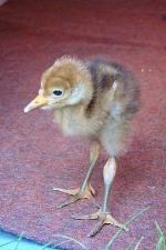 Green Black Yellow on 22nd May 2013 Green Black Yellow on 22nd May 2013